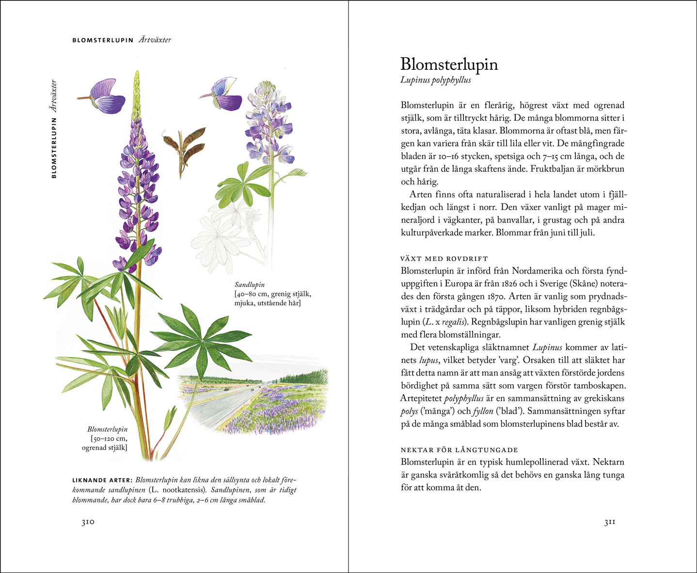 blomsterlupin